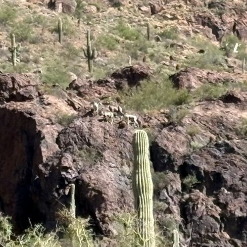 Mt goats superstition mt l n m.jpg